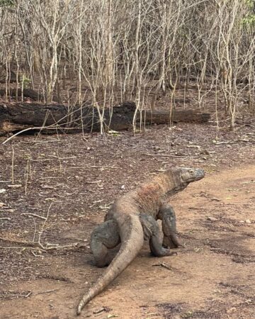Komodo Island